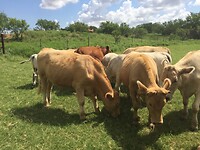 Ranch