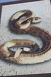 IMG_0225