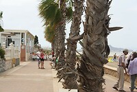 IMG_2390