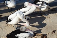 Pelikanen op het strandje van Cairns
