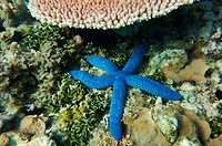 Blauwe zeester