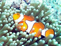 Clown Anemoon Vis