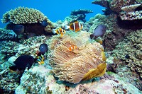Clown Anemoon Vis