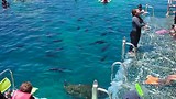 Vissen voeren op Great Barrier Reef