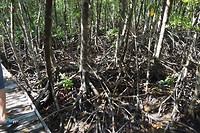 Mangrovebos