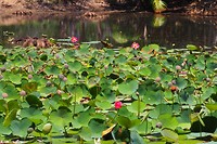 Waterlelie
