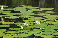 Waterlelie