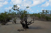Mangrove