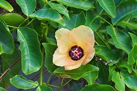 Bloem