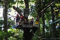 Boven in de boomkruin