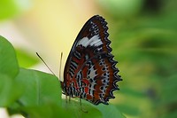 Vlinder tuin