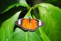 Vlinder tuin