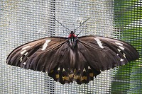 Vlinder tuin