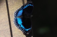 Vlinder tuin