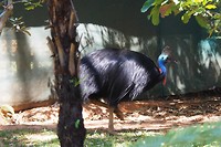 Helmcasuarius