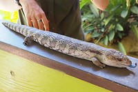 Blauwtongskink
