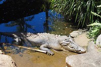 Zoutwater krokodil