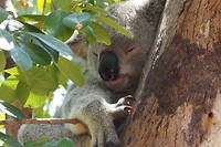 Koala slapend in een boon