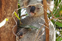Koala met een jonkie