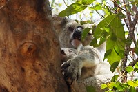 Koala met een jonkie