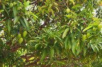 Mangoboom