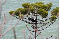 Black currawong