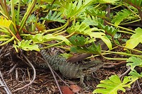 Hagedis in de botanische tuin