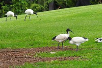 Botanische tuin centrum
