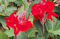Botanische tuin centrum