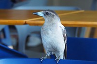 Vogel in het restaurant bij tuin van Mount Coot-tha