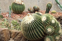 Cactussen
