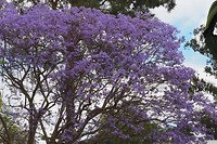 Jacaranda in bloei