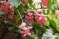 Bloemen