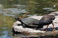 Kortnek schildpad en waterhoen