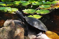 Kortnek schildpad