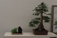 Bonsai boompjes