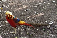 Vogel