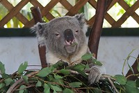 Koala (of eten of slapen)