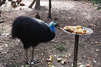 Helmcasuarius