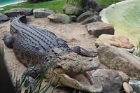 Zoutwater krokodil