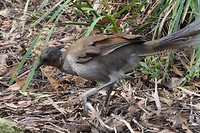 Liervogel