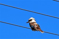 Kookaburra vogel