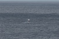 Walvis in de verte