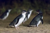 Pinguin Parade