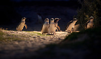 Pinguin parade