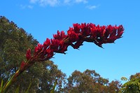 Bloem