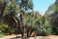 Grasboom