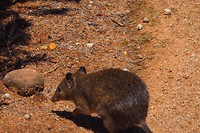 Er lopen ook dieren rond