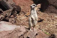 Meerkat