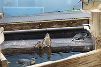 Pinguïns van Phillip Island